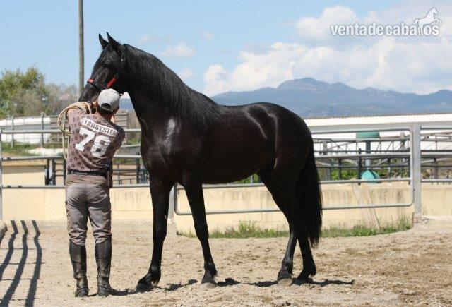 P.R.E. POTRO DE 4  AÑOS NEGRO ENTERO - Pura Raza Española