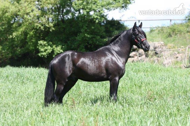 P.R.E. POTRO DE 4  AÑOS NEGRO ENTERO - Caballos Pura Raza Española (P.R.E.)
