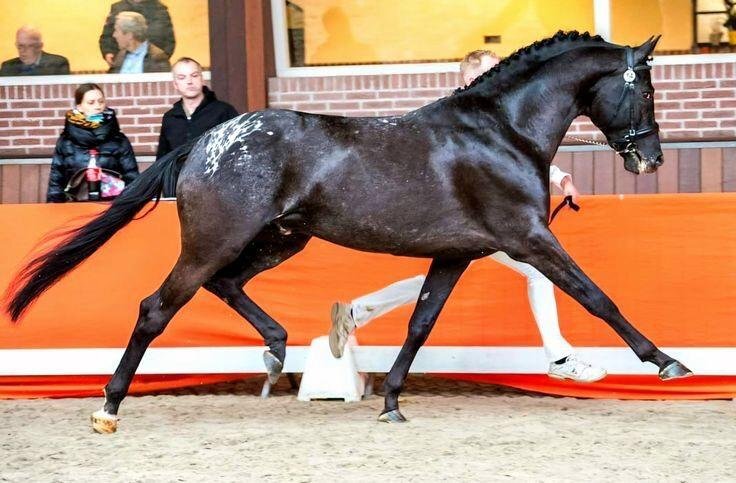 SEMENTAL APPLAOOSA CENTRO EUROPEO 172, LINEA SIR DONNERHALL I - Caballos Enteros