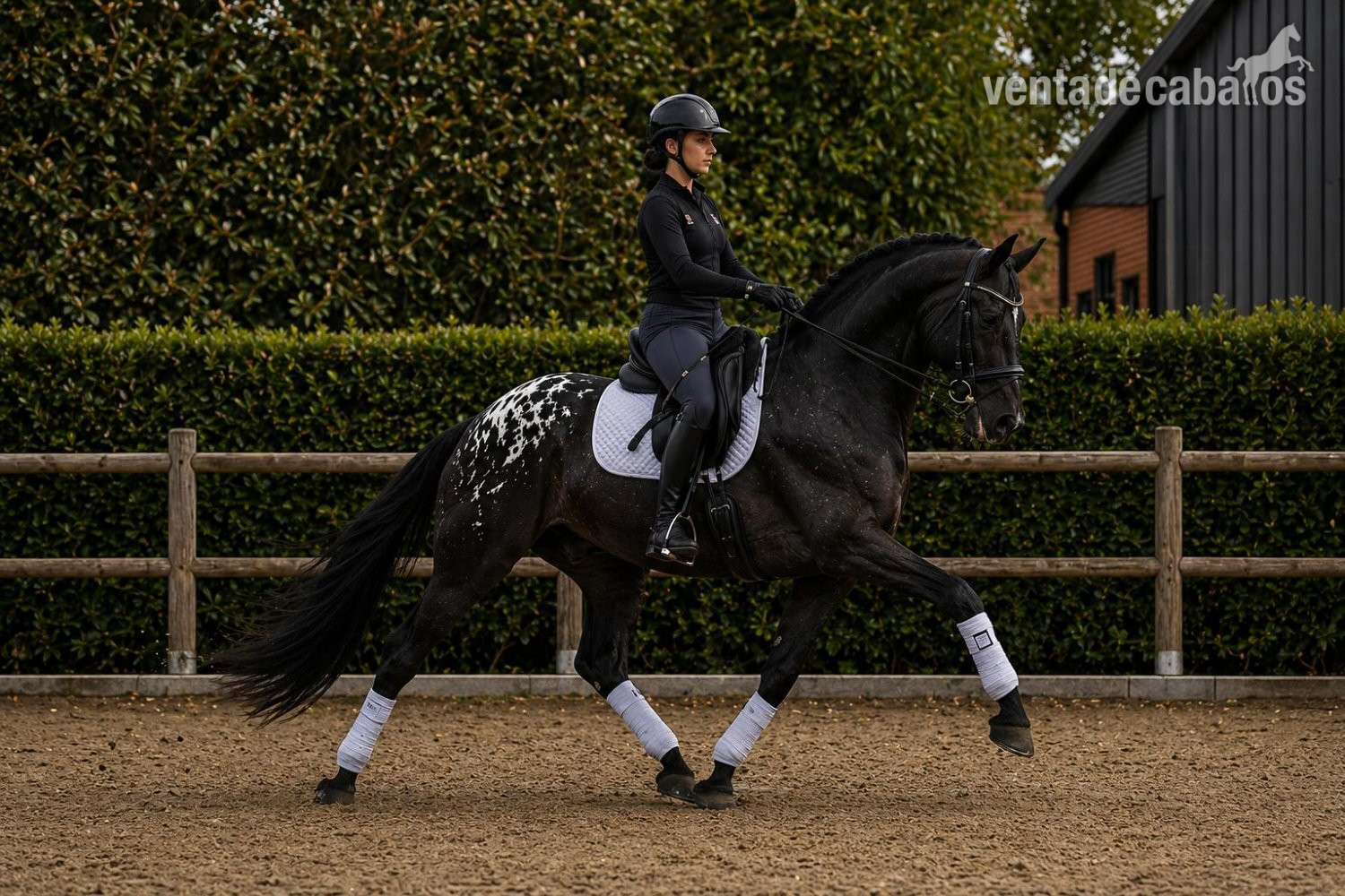 SEMENTAL APPLAOOSA CENTRO EUROPEO 172, LINEA SIR DONNERHALL I in 