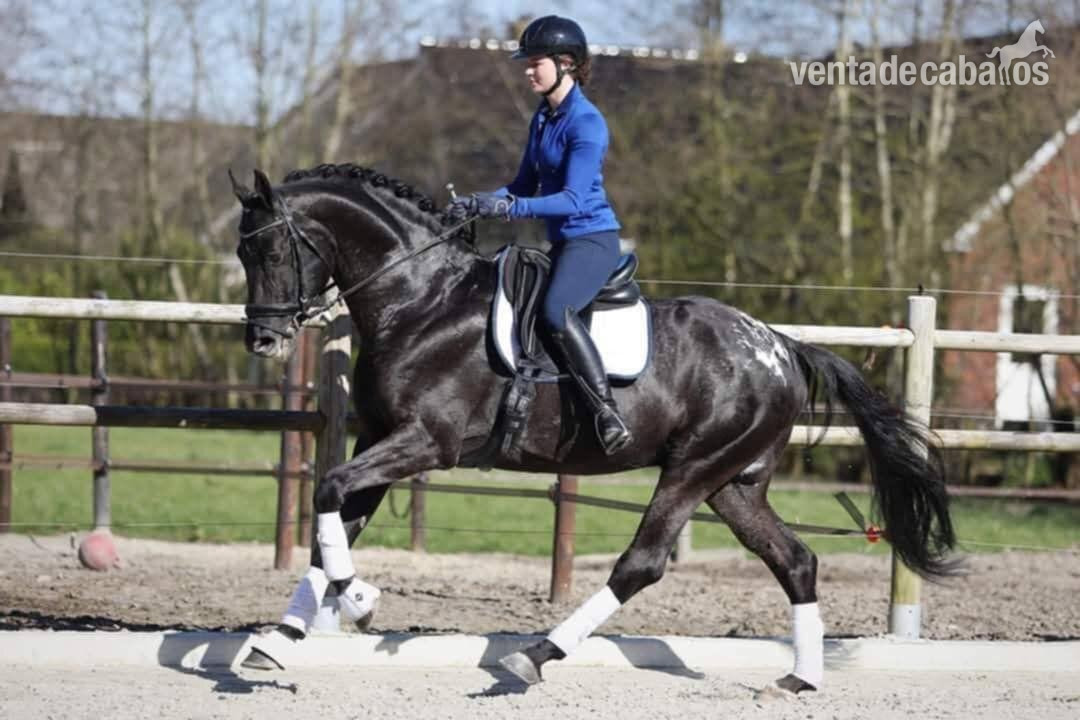 Caballos Enteros EMPTY - SEMENTAL APPLAOOSA CENTRO EUROPEO 172, LINEA SIR DONNERHALL I