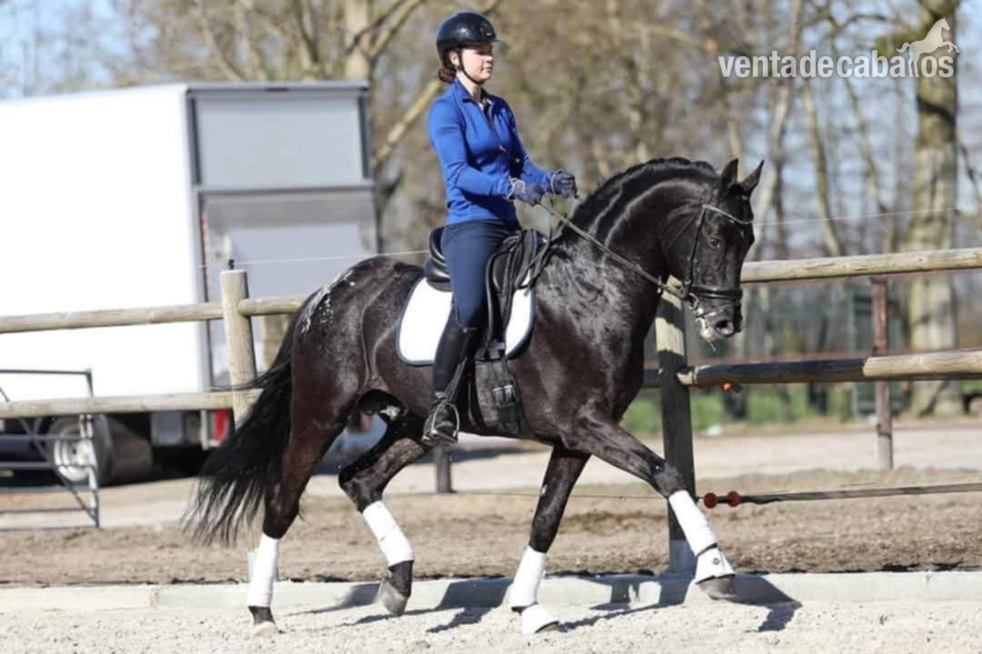 SEMENTAL APPLAOOSA CENTRO EUROPEO 172, LINEA SIR DONNERHALL I - Caballos Enteros EMPTY