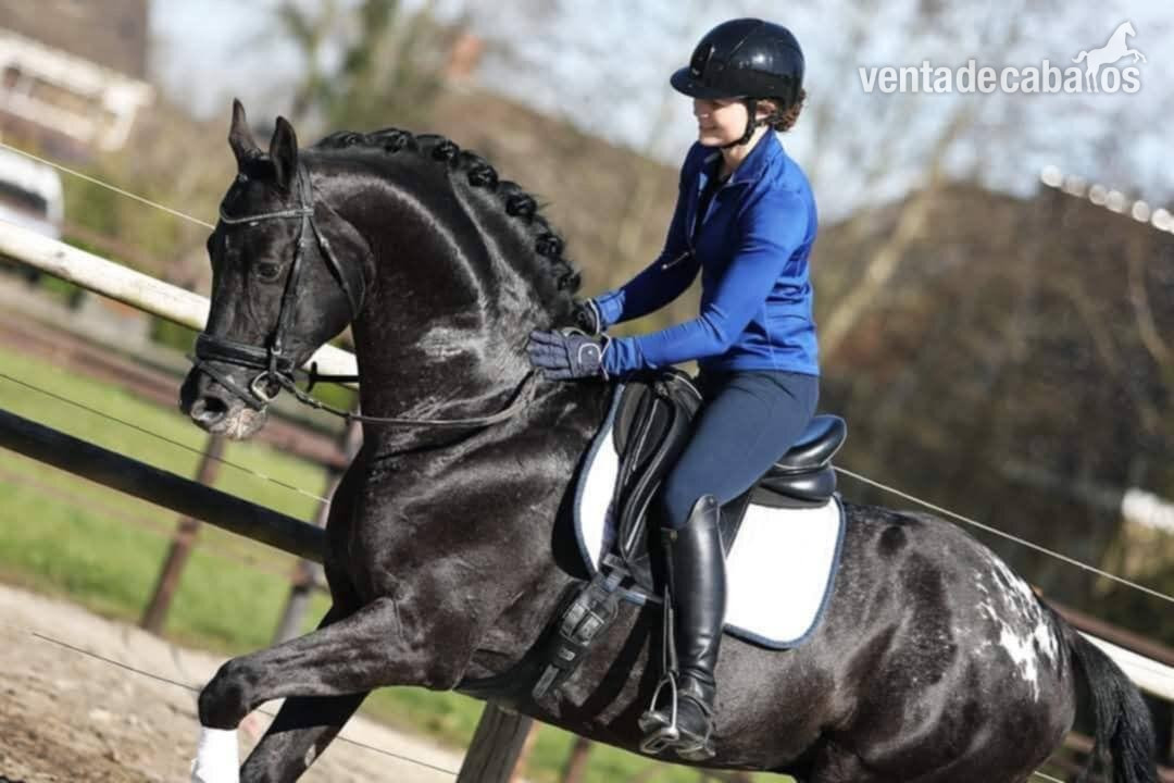 SEMENTAL APPLAOOSA CENTRO EUROPEO 172, LINEA SIR DONNERHALL I - EMPTY