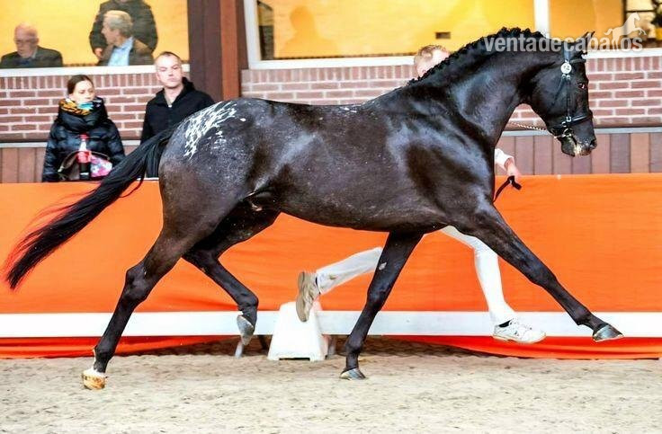SEMENTAL APPLAOOSA CENTRO EUROPEO 172, LINEA SIR DONNERHALL I - Caballos Enteros