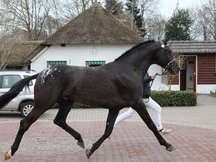 SEMENTAL APPLAOOSA CENTRO EUROPEO 172, LINEA SIR DONNERHALL I
