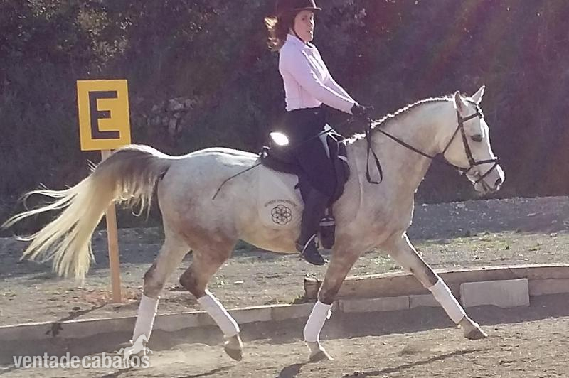 EN VENTA PONY C in 