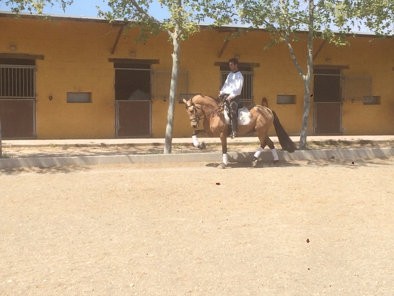 Caballos Capados Arabe - EN VENTA PONY C