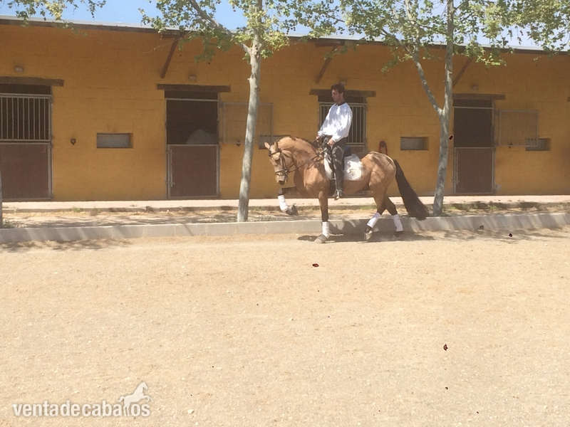 Caballos Capados Arabe - EN VENTA PONY C