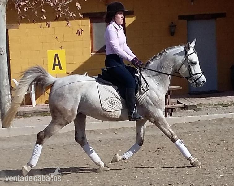 EN VENTA PONY C - Caballos Capados Arabe