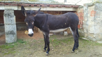 Vendo burra de 2 años