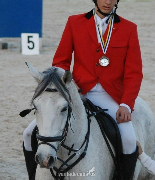 VENDO CABALLO 11 AÑOS DOMA-SALTO in 
