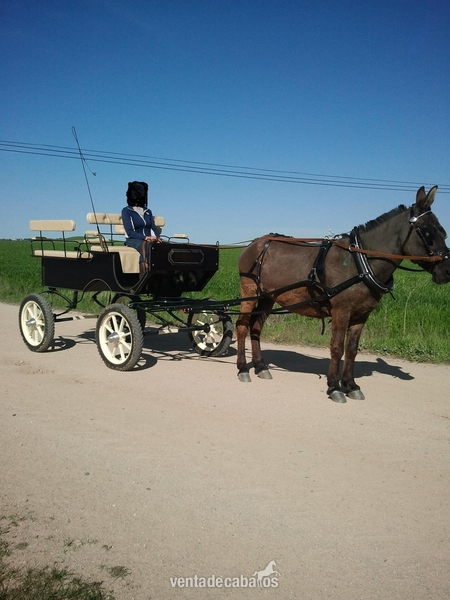 CARRUEAJE Y MULA in 