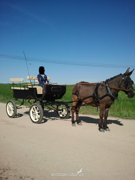 CARRUEAJE Y MULA