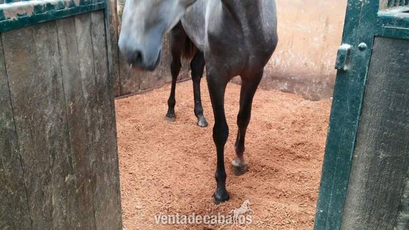 Cama 3 meses para 5 box 290 euros in 