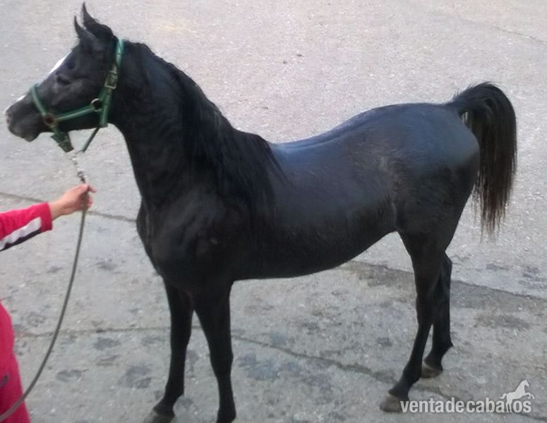 Vendo caballo árabe puro in 