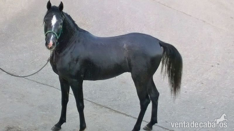 Arabe