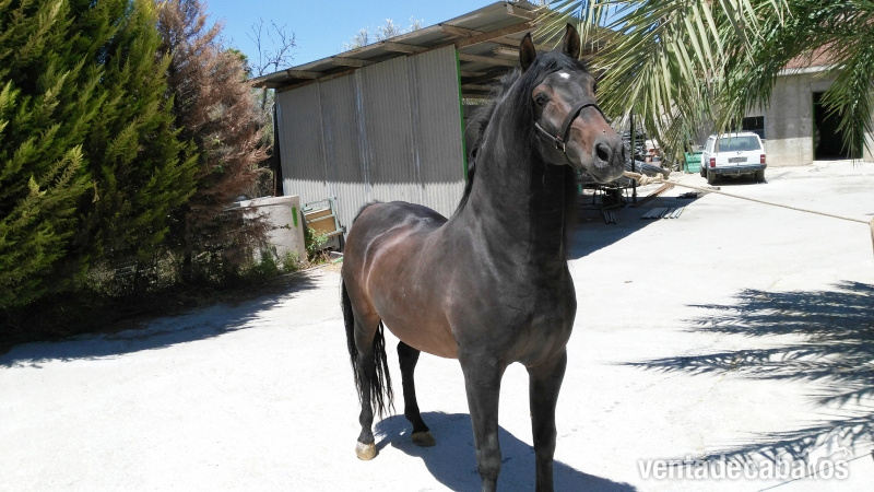 Caballos Pura Raza Española (P.R.E.) Pura Raza Española - Ejemplar PRE cañonero