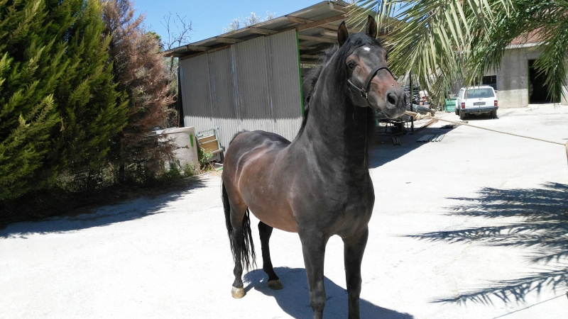 Caballos Pura Raza Española (P.R.E.) Pura Raza Española - Ejemplar PRE cañonero
