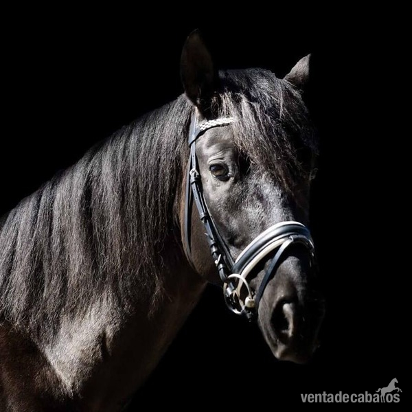 Caballos Pura Raza Española (P.R.E.) PRE - PRE doma clásica