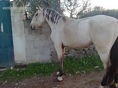 Potro baio PSL  in 