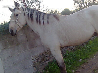 Lusitano