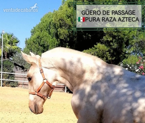 MAGNÍFICO POTRO PERLA DE PURA RAZA AZTECA in 