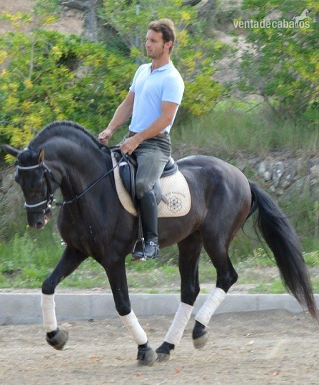 Caballos Pura Raza Española (P.R.E.) Pura Raza Española - EN VENTA P.R.E. CAPA NEGRA