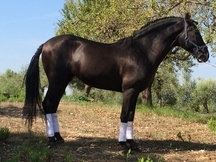 EN VENTA P.R.E. CAPA NEGRA