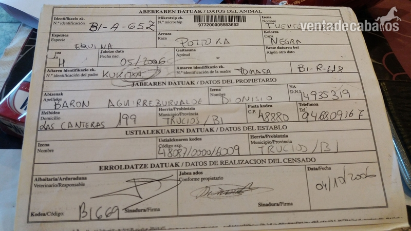Vendo pona de 11 años  in 