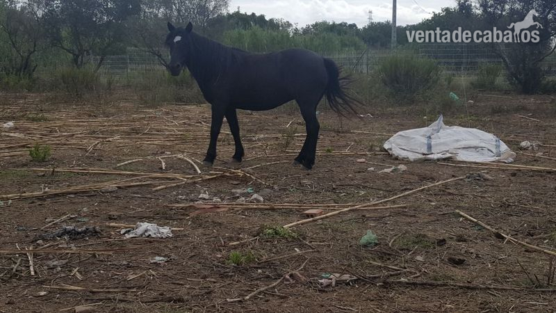 Ponis Pony Club Pona - Vendo pona de 11 años 