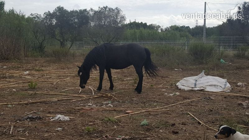 Vendo pona de 11 años  - Ponis Pony Club Pona