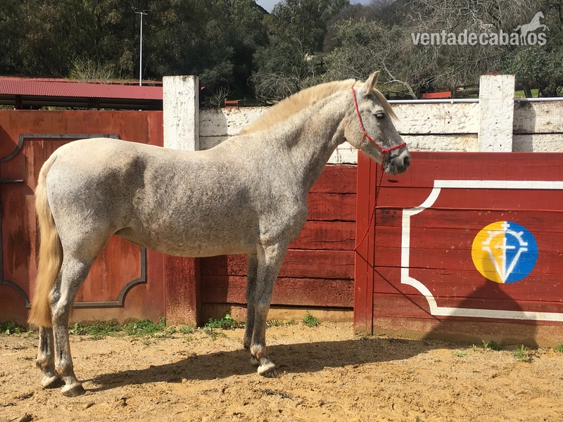 Venta de Yeguas PRE en Cordoba in 