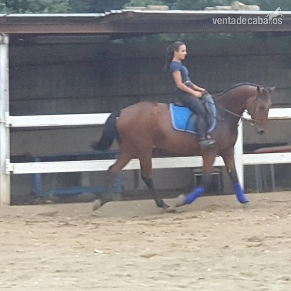 Caballos Capados Centroeuropeo  - Caballo Centroeuropeo manso