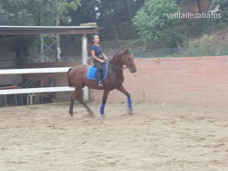 Caballo Centroeuropeo manso - Caballos Capados Centroeuropeo 