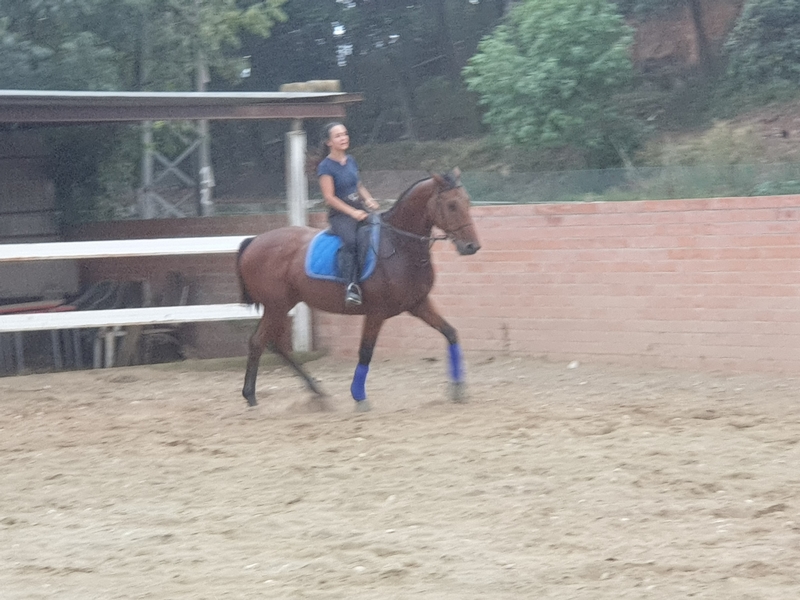 Caballo Centroeuropeo manso - Caballos Capados Centroeuropeo 