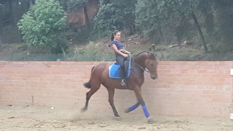 Caballo Centroeuropeo manso - Centroeuropeo 
