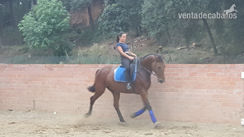Caballo Centroeuropeo manso - Centroeuropeo 