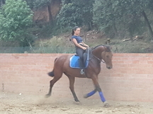 Caballo Centroeuropeo manso