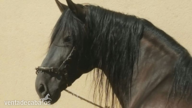 Vendo caballo PRE negro in 