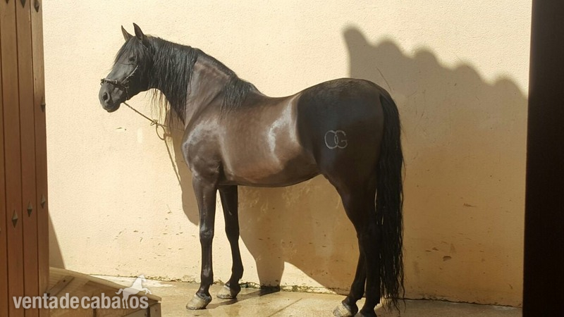 Caballos Pura Raza Española (P.R.E.) Pura Raza Española - Vendo caballo PRE negro