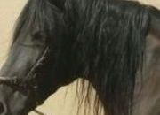 Vendo caballo PRE negro