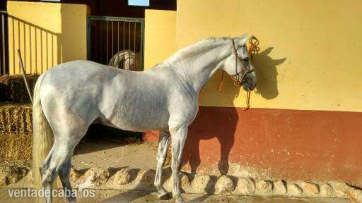 Caballo Pre ... in 