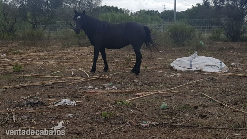 Ponis Pony Club Pona - Vendo pona de 11 años 