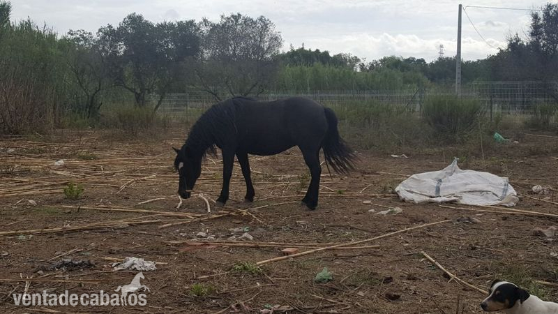 Vendo pona de 11 años  - Ponis Pony Club Pona