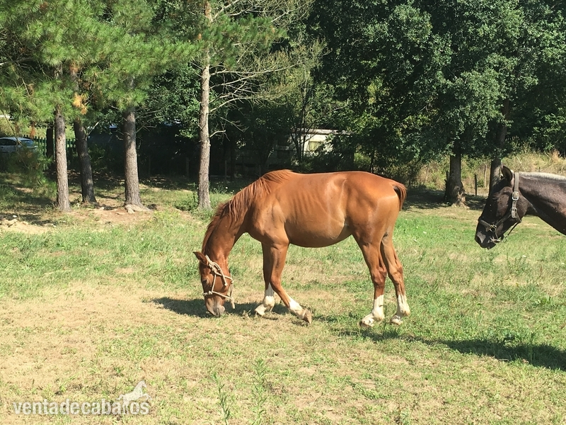 Caballo de Deporte Español (CDE)