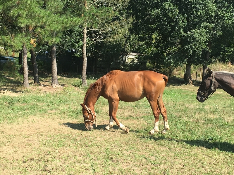 Caballo de Deporte Español (CDE)