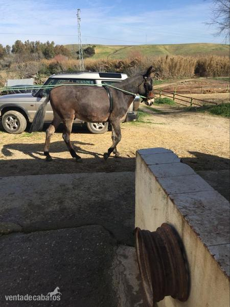 SE VENDE MULO  in 