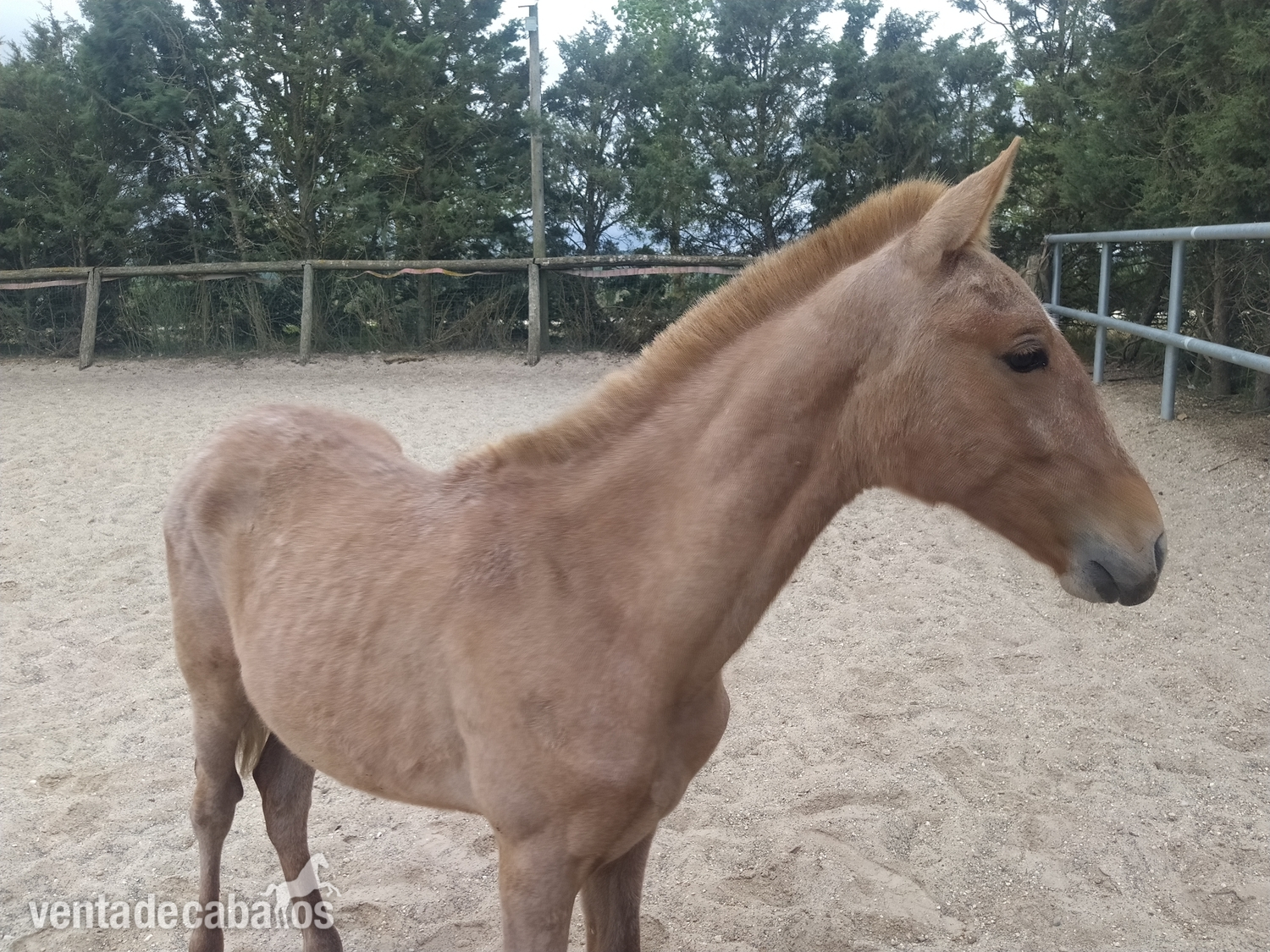 Caballos Pura Raza Española (P.R.E.) P.R.E - Vendo potro P.R.E