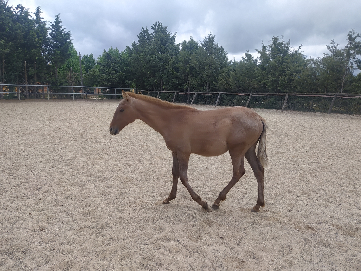 Vendo potro P.R.E - Caballos Pura Raza Española (P.R.E.) P.R.E