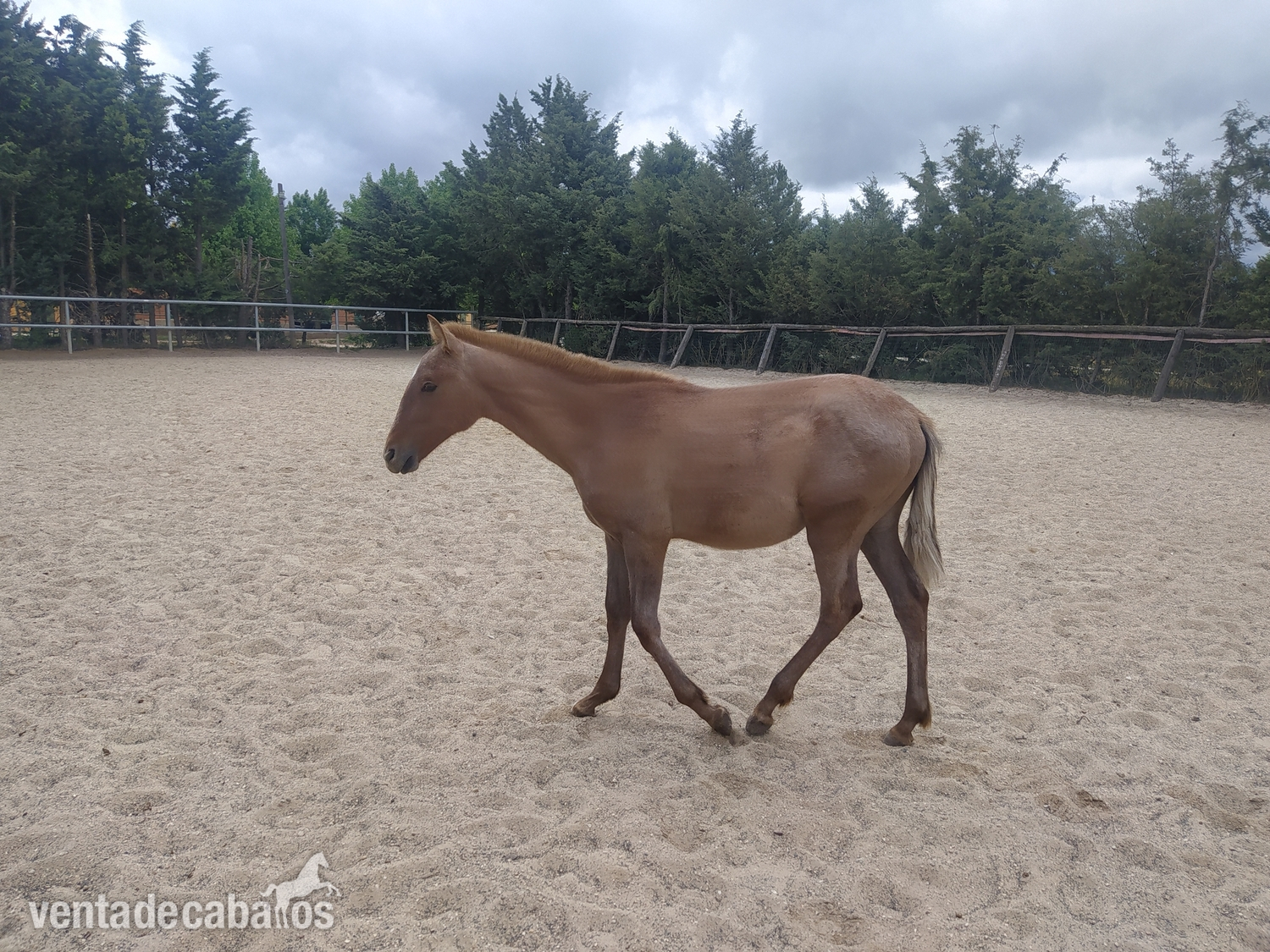 Vendo potro P.R.E - Caballos Pura Raza Española (P.R.E.) P.R.E